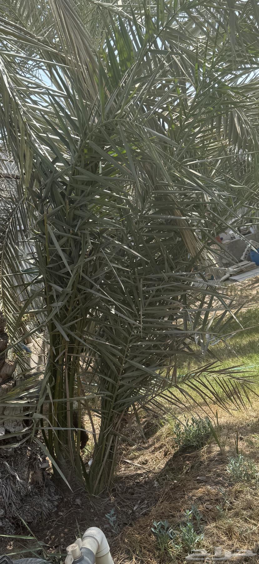 فسيل سكري وهلالي64556413349378110