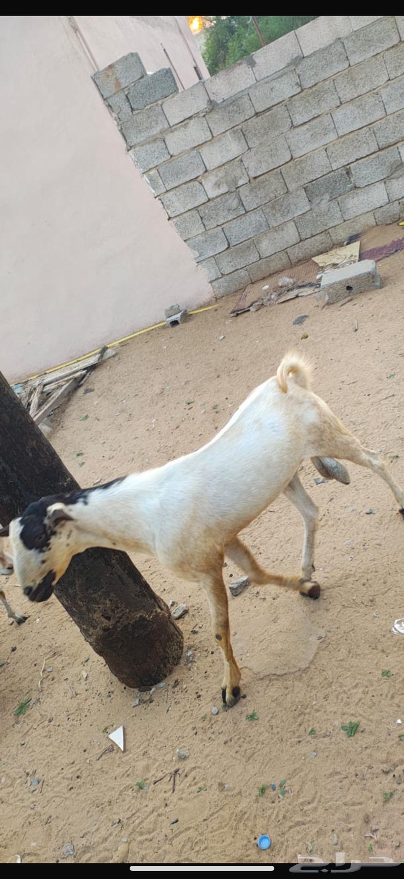 تيس للبيع64562558522371112