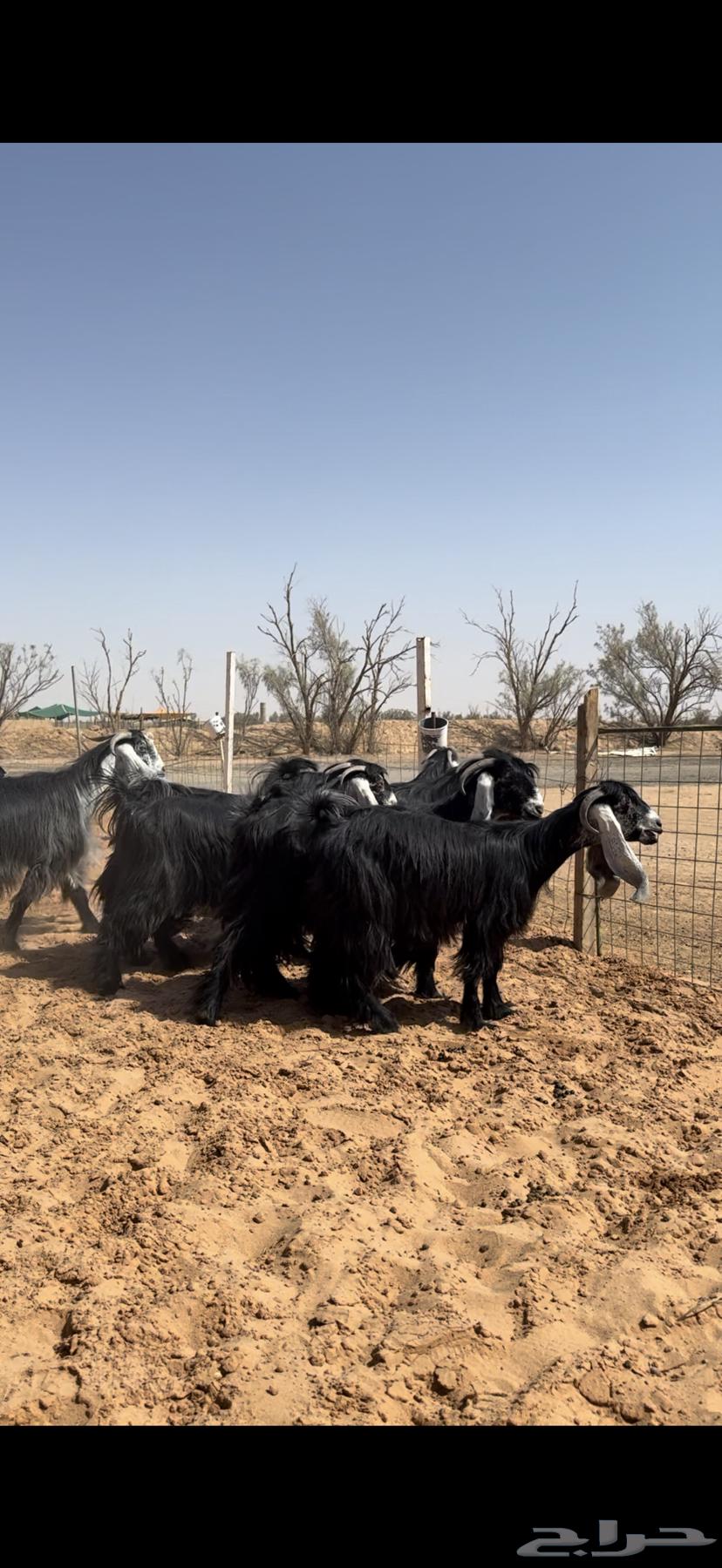 ماعز أعراض صنف64556112914945113