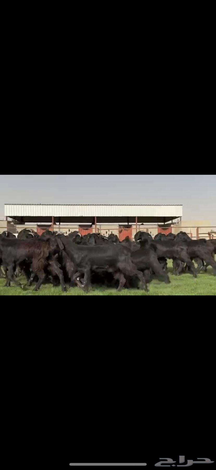 جذعات قبرصيه دبس فاخره64562235487617112