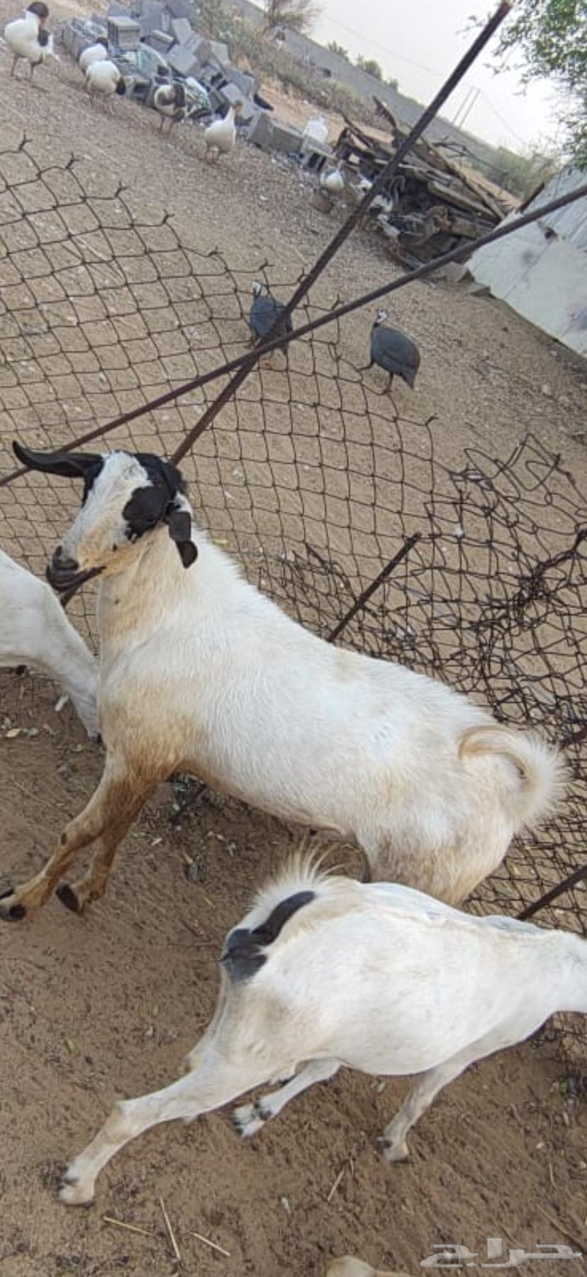 تيس للبيع64562558522371110