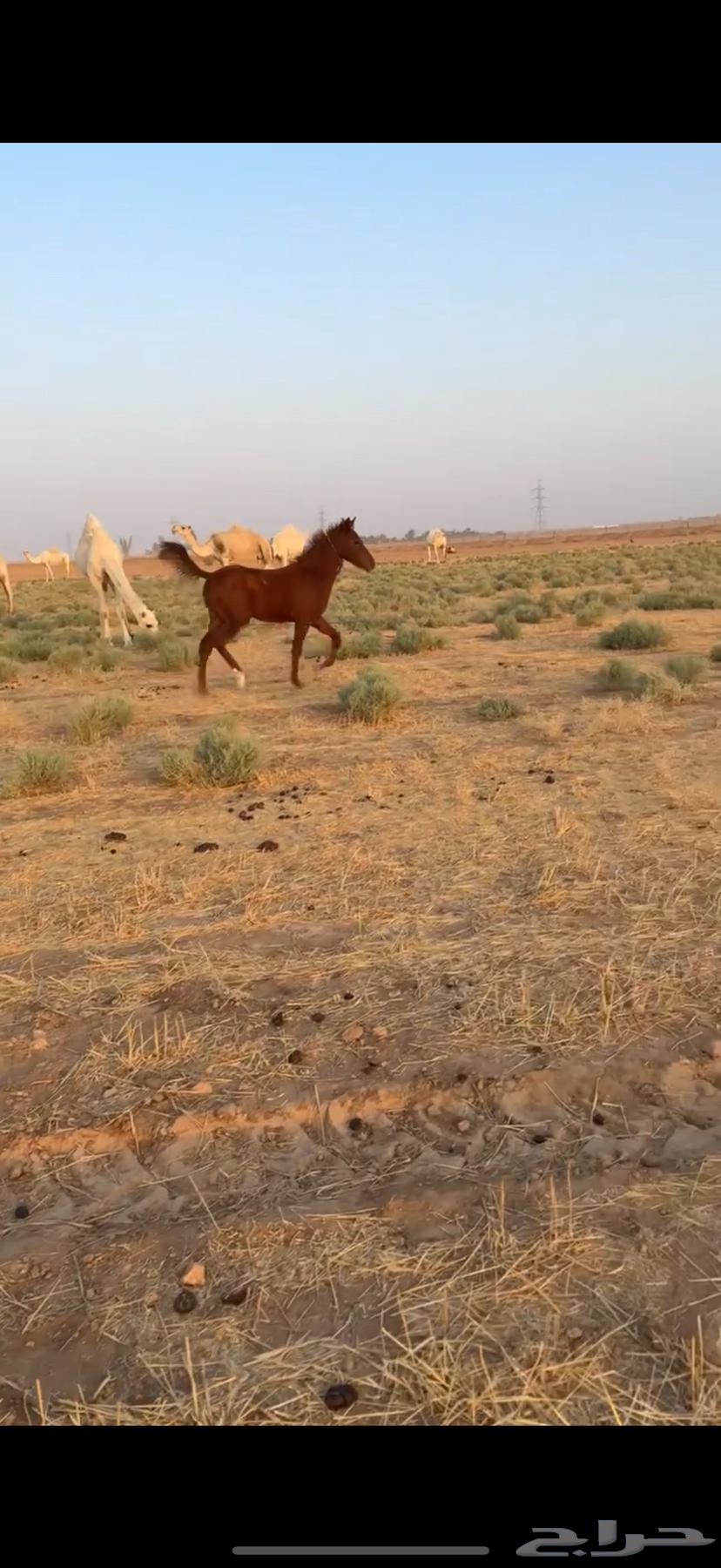 مهر للبيع64560080597123110