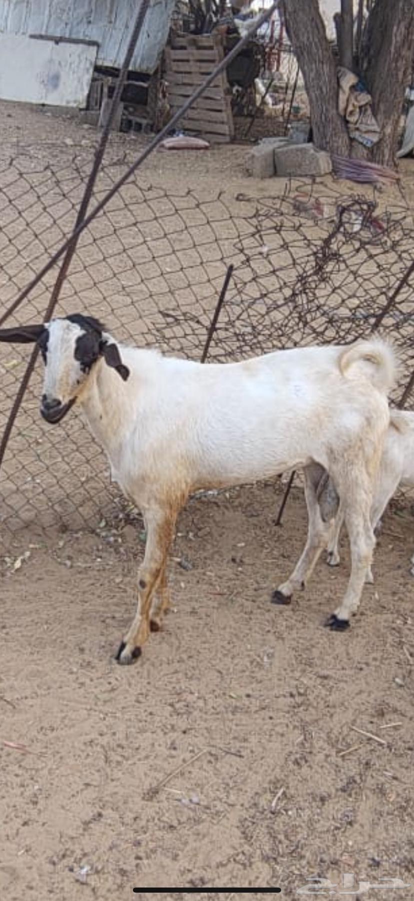 تيس للبيع64562558522371111