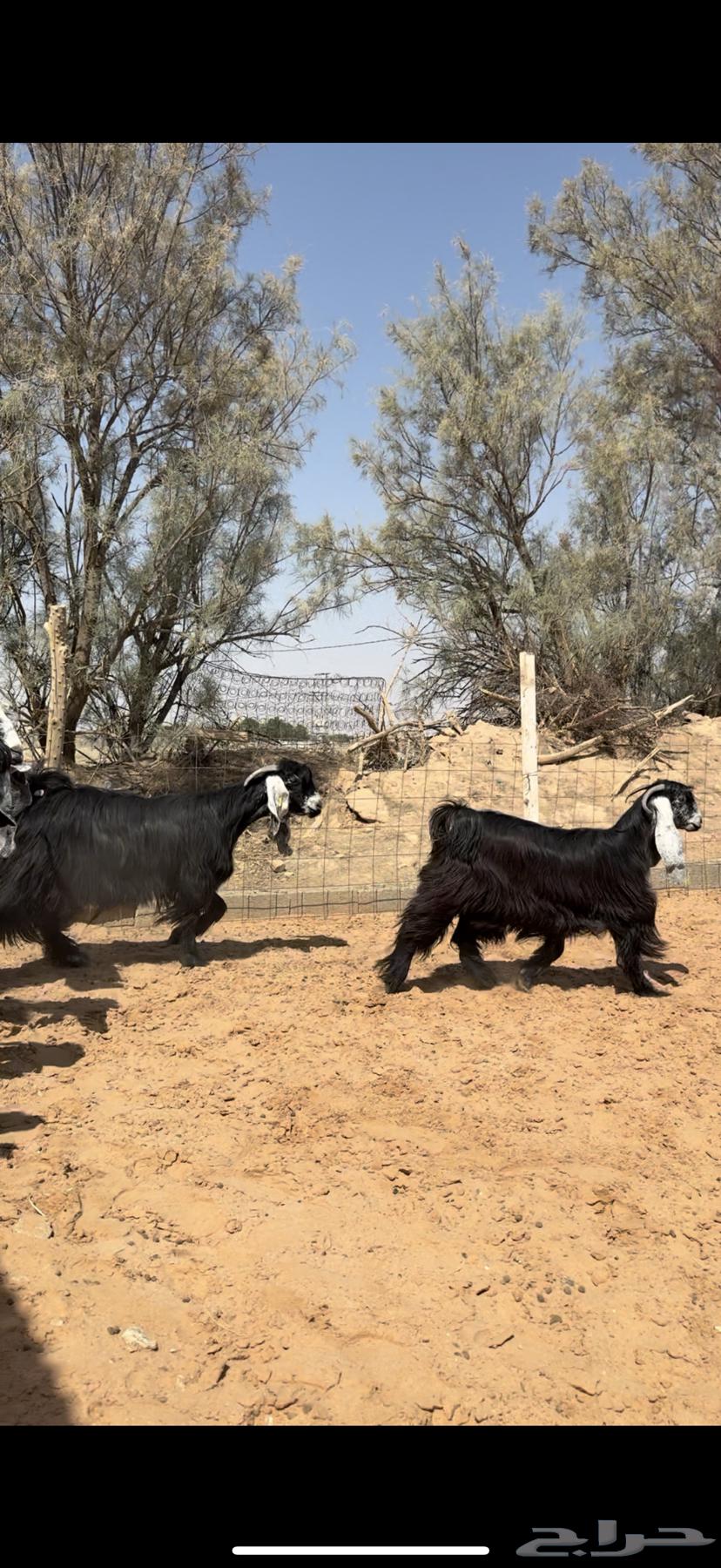 ماعز أعراض صنف64556112914945112