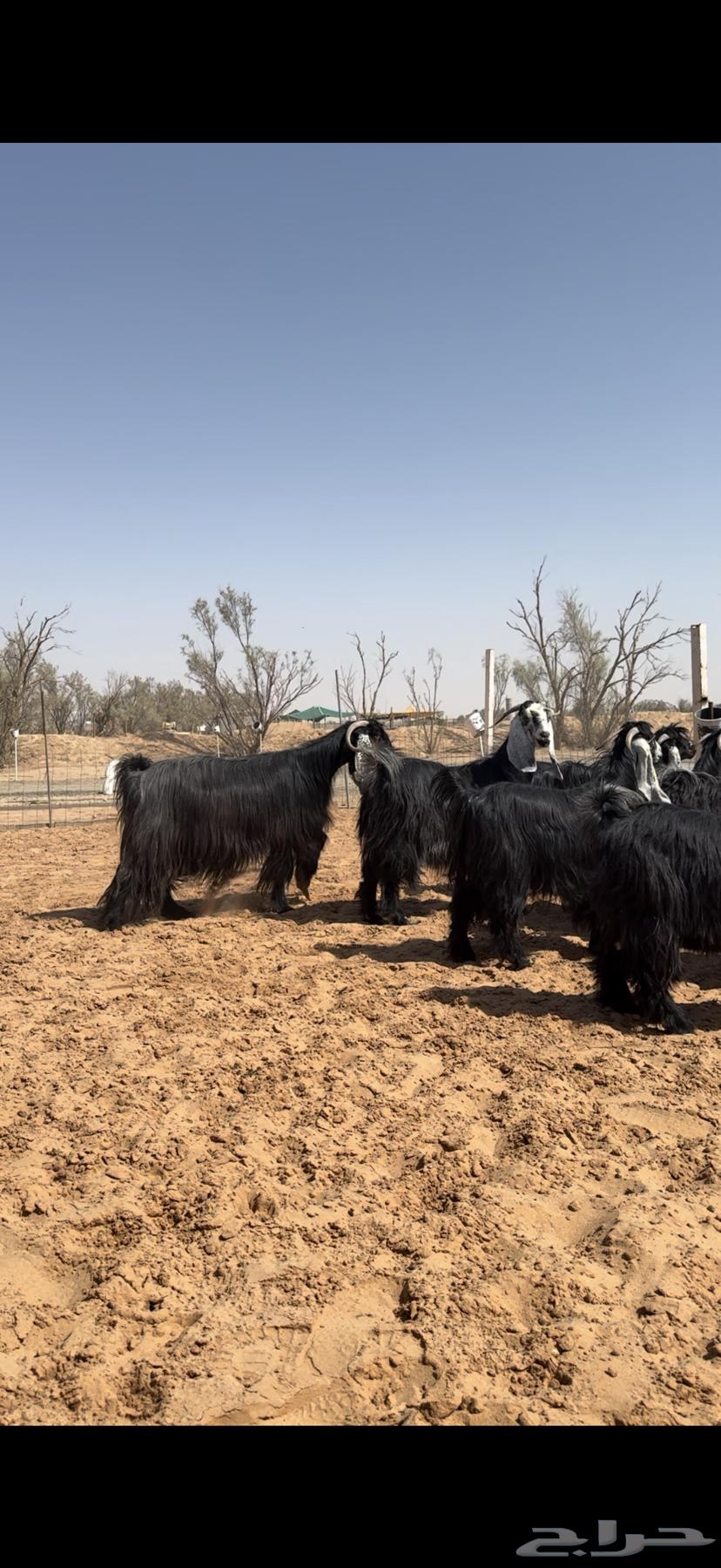 ماعز أعراض صنف64556112914945110