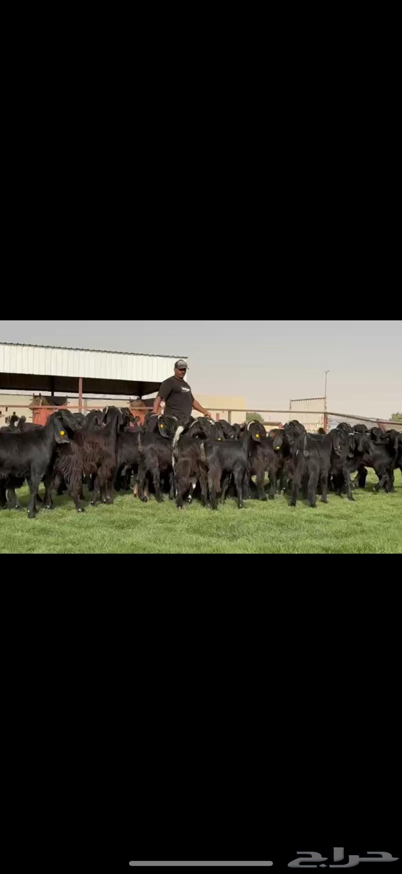 جذعات قبرصيه دبس فاخره64562235487617114