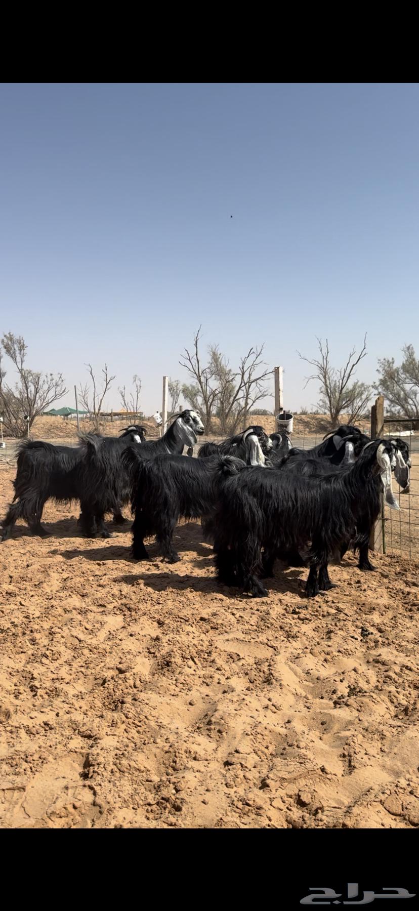 ماعز أعراض صنف64556112914945114