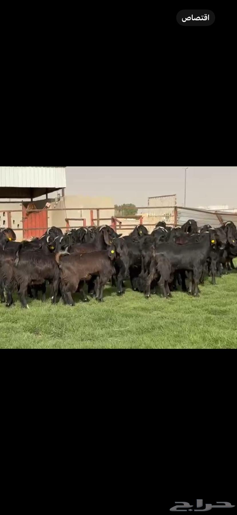 جذعات قبرصيه دبس فاخره64562235487617110