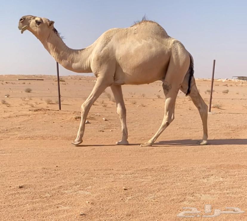For sale, excellent camel calf64555899618178112