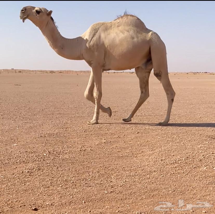 For sale, excellent camel calf64555899618178110