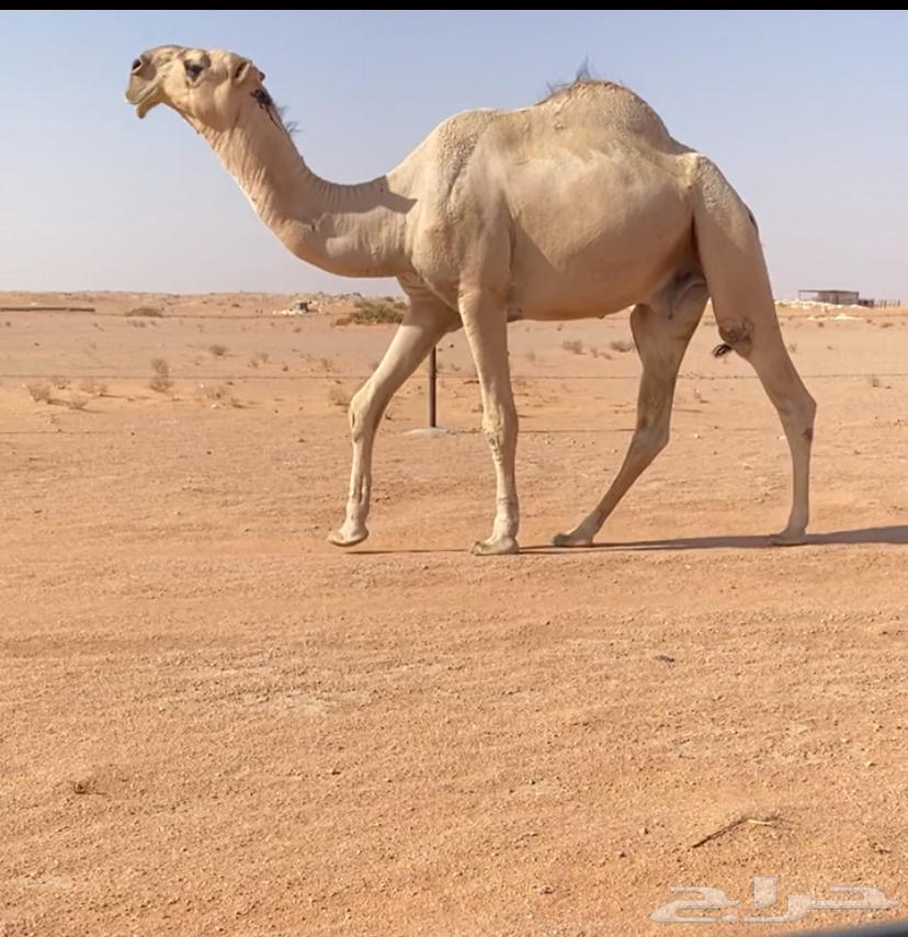 For sale, excellent camel calf64555899618178111