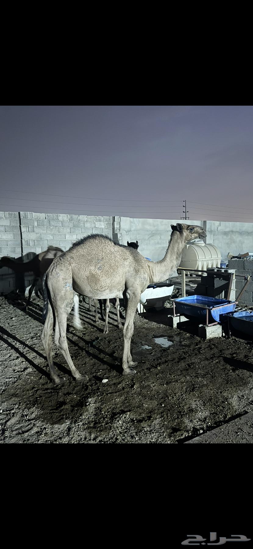 قعدان. للبيع على السوم. العمر. 8 شهور64559561900675111