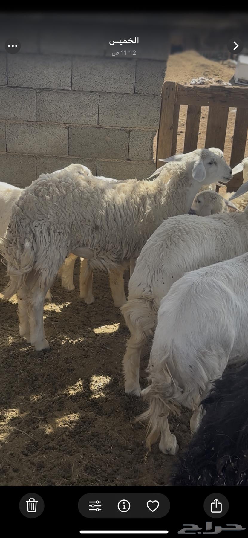 Rakhal Harriya Harrisha Class Madi3 Jath3a64557823878531110