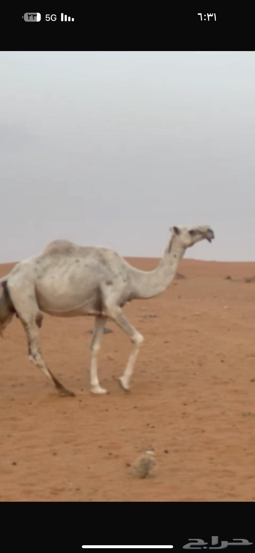 For sale, a ten-year-old camel with a sitting posture64557217809665114