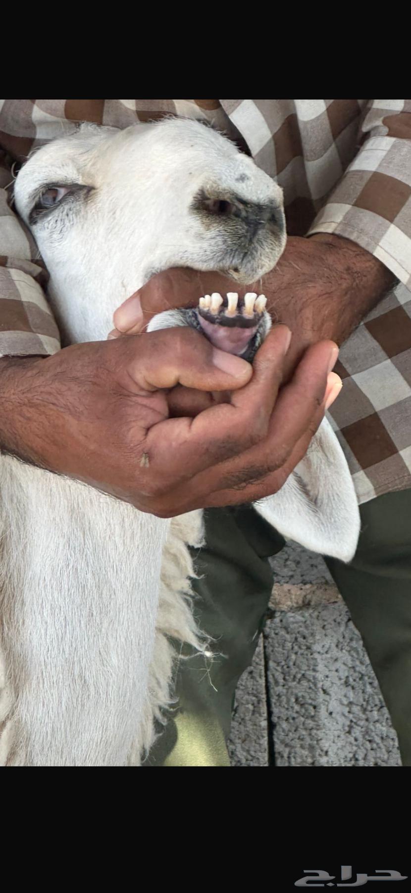 Rakhal Harriya Harrisha Class Madi3 Jath3a64557823878531112