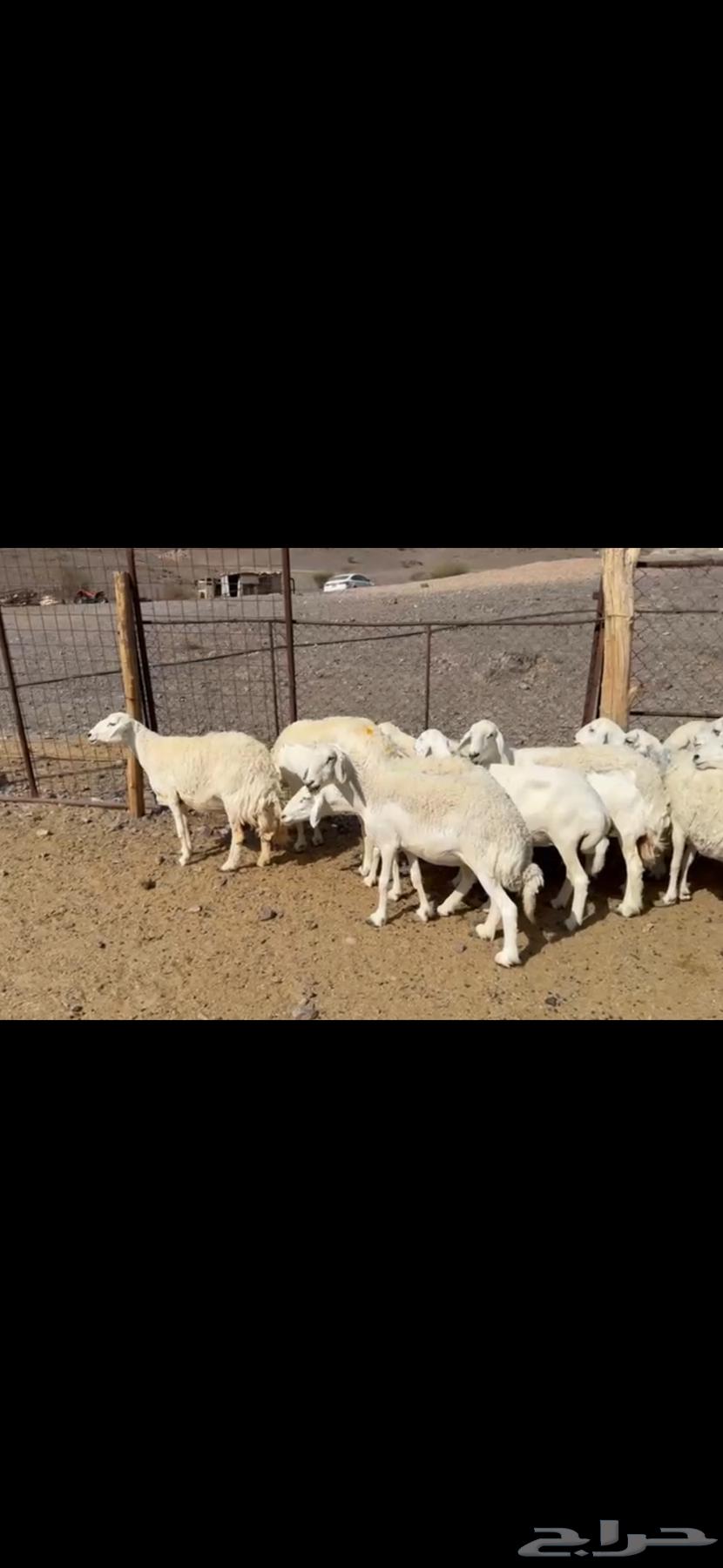 Sheep for sale, including lambs and pregnant ewes (( Sold ))64559351734018110