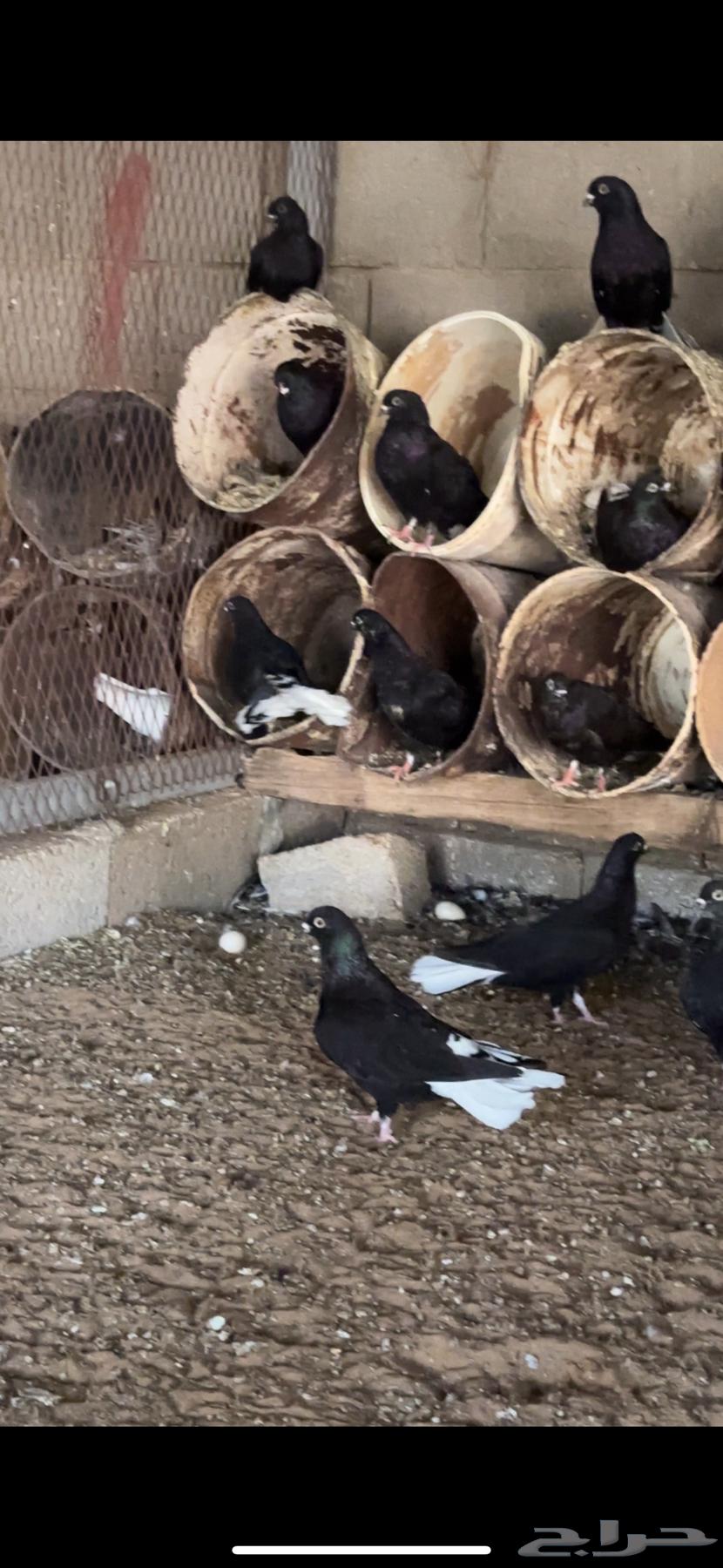 Nawari pigeon nest64556763255170110