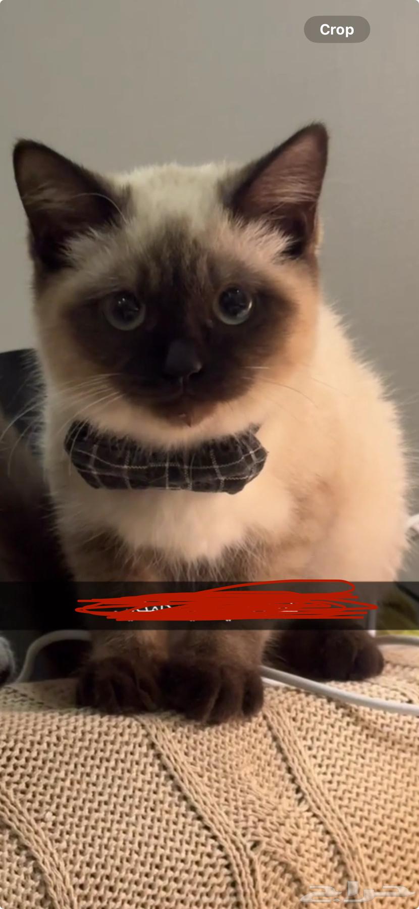 قطط للبيع بسعر رمزي64553440050946110