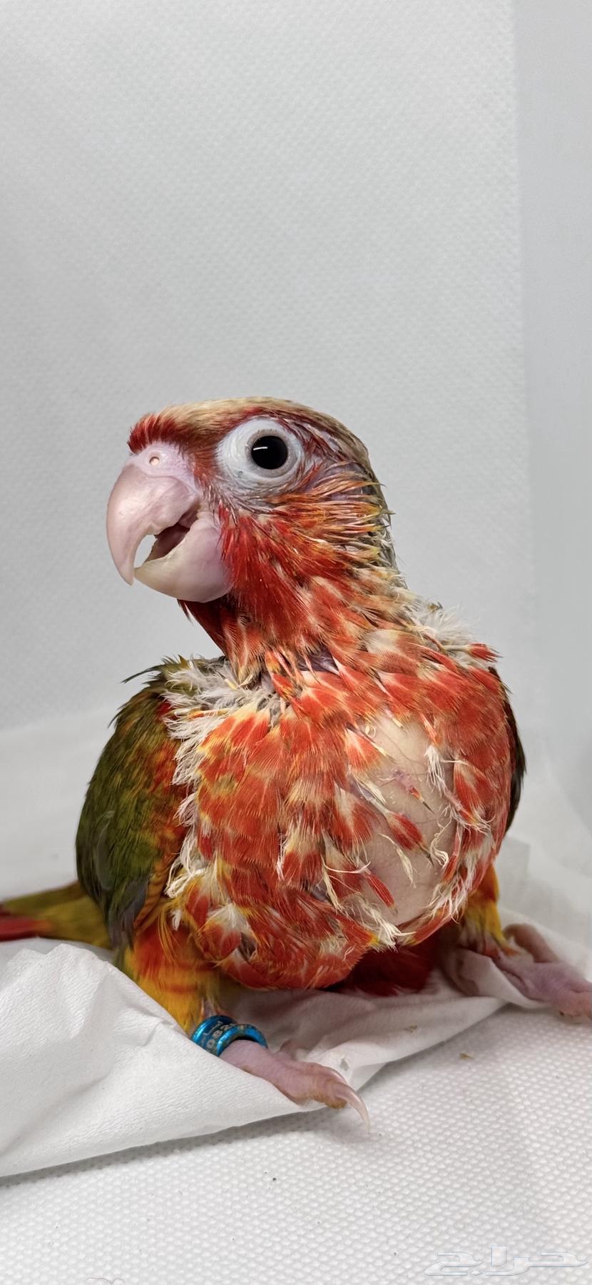 Double Red Factor Pineapple Chicks Available64555194434691110