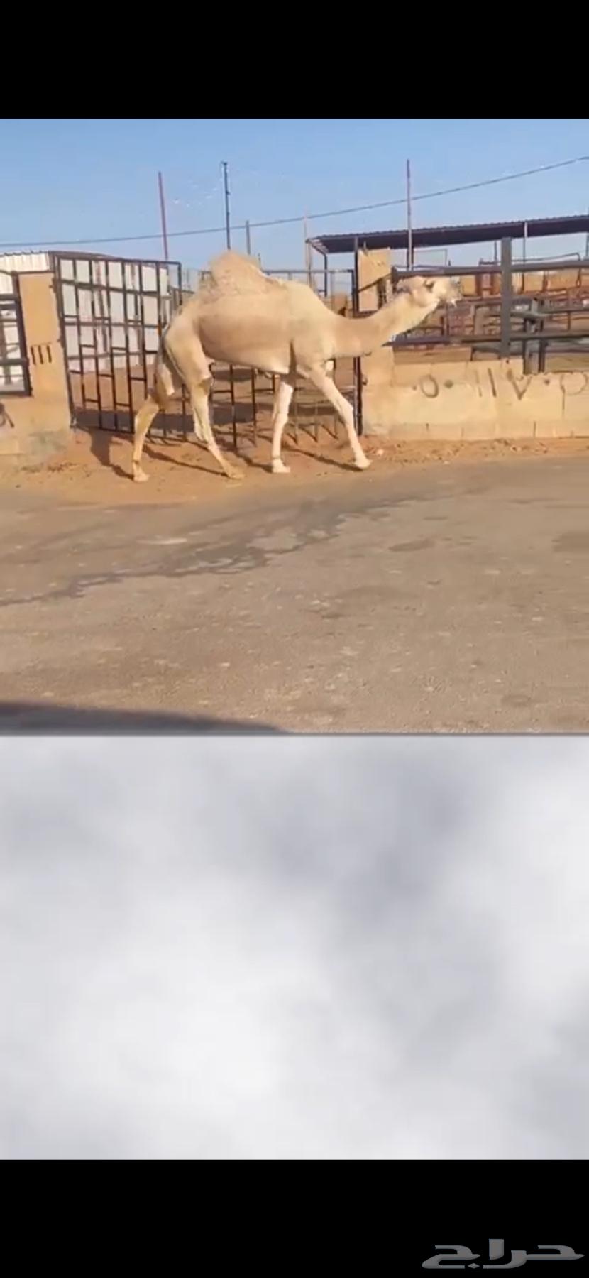 البيع قعود رماني سنه ثاني64556211781251111