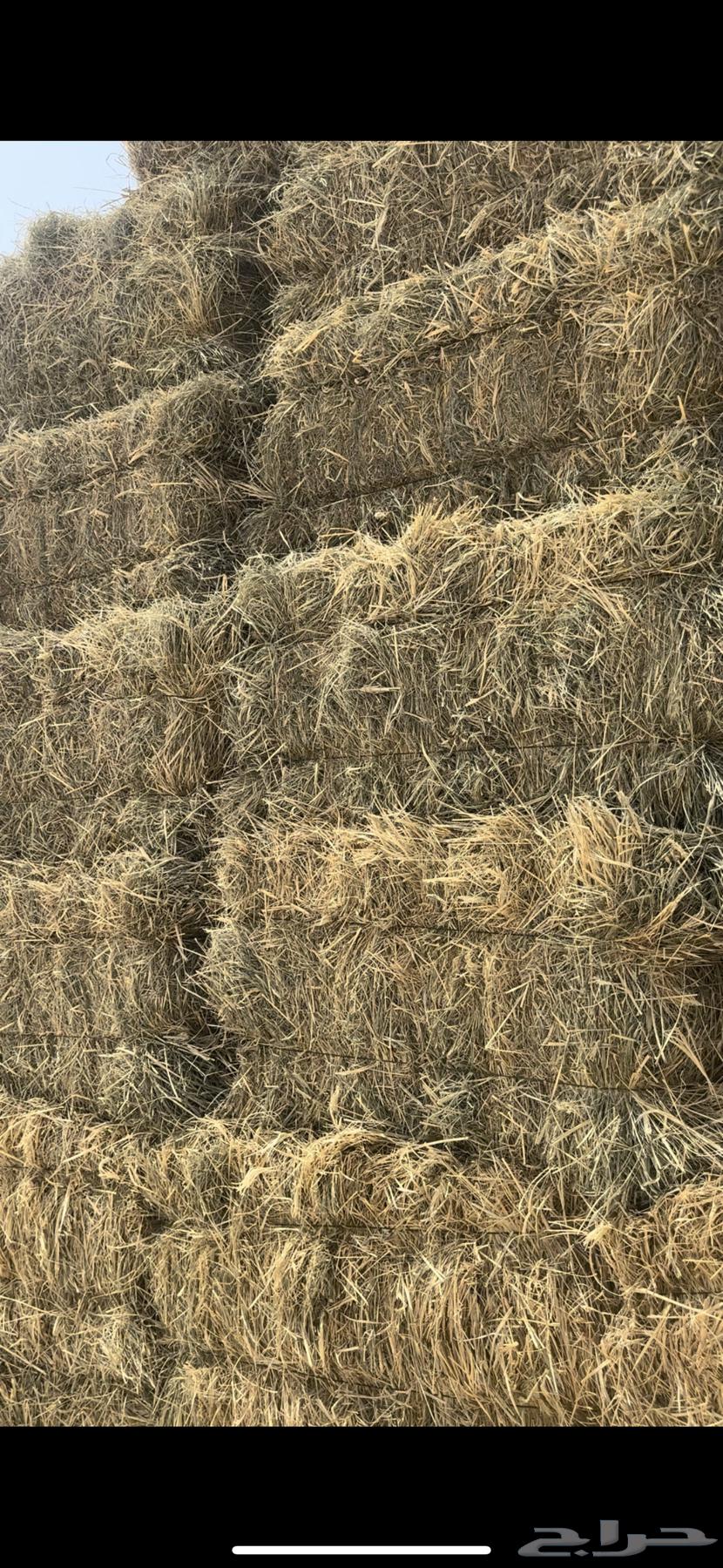 Kum Rhodes64561418523522110