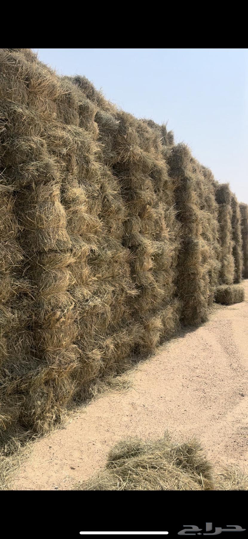 Kum Rhodes64561418523522111