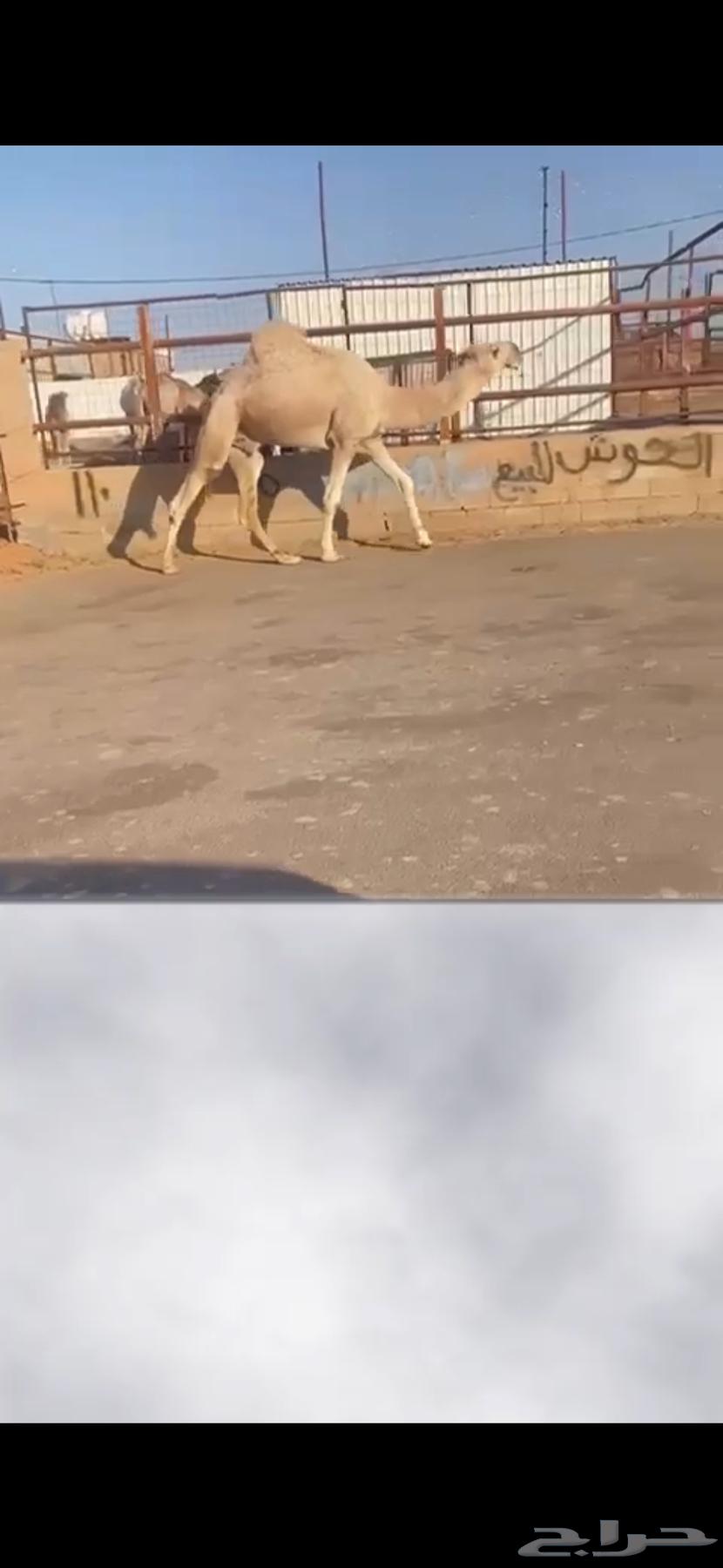 البيع قعود رماني سنه ثاني64556211781251110