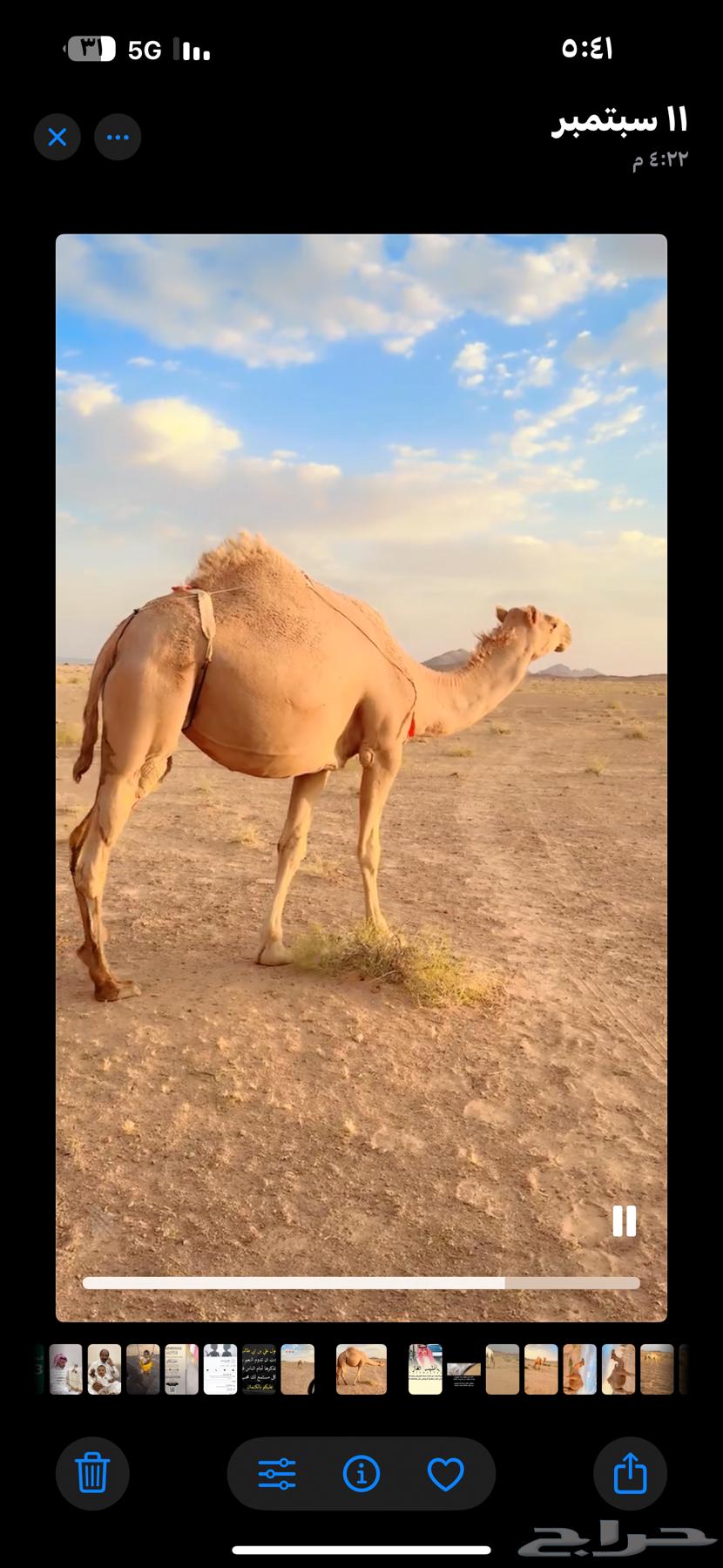 For sale, a virgin heifer, black in color, purebred, 9 months pregnant64554649138178110