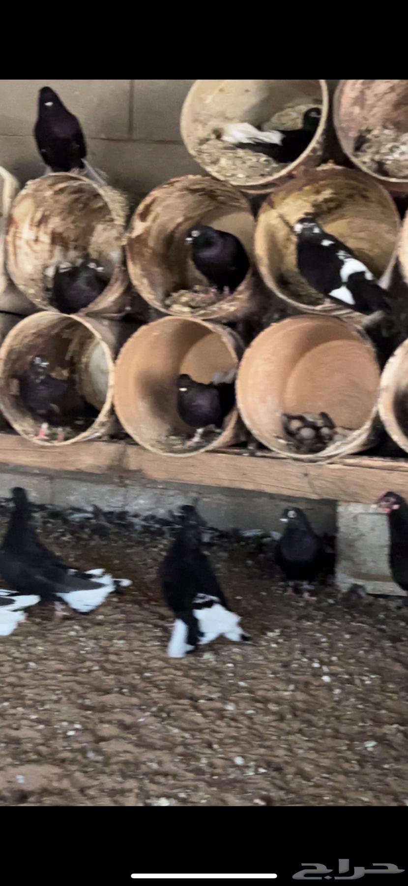 Nawari pigeon nest64556763255170114