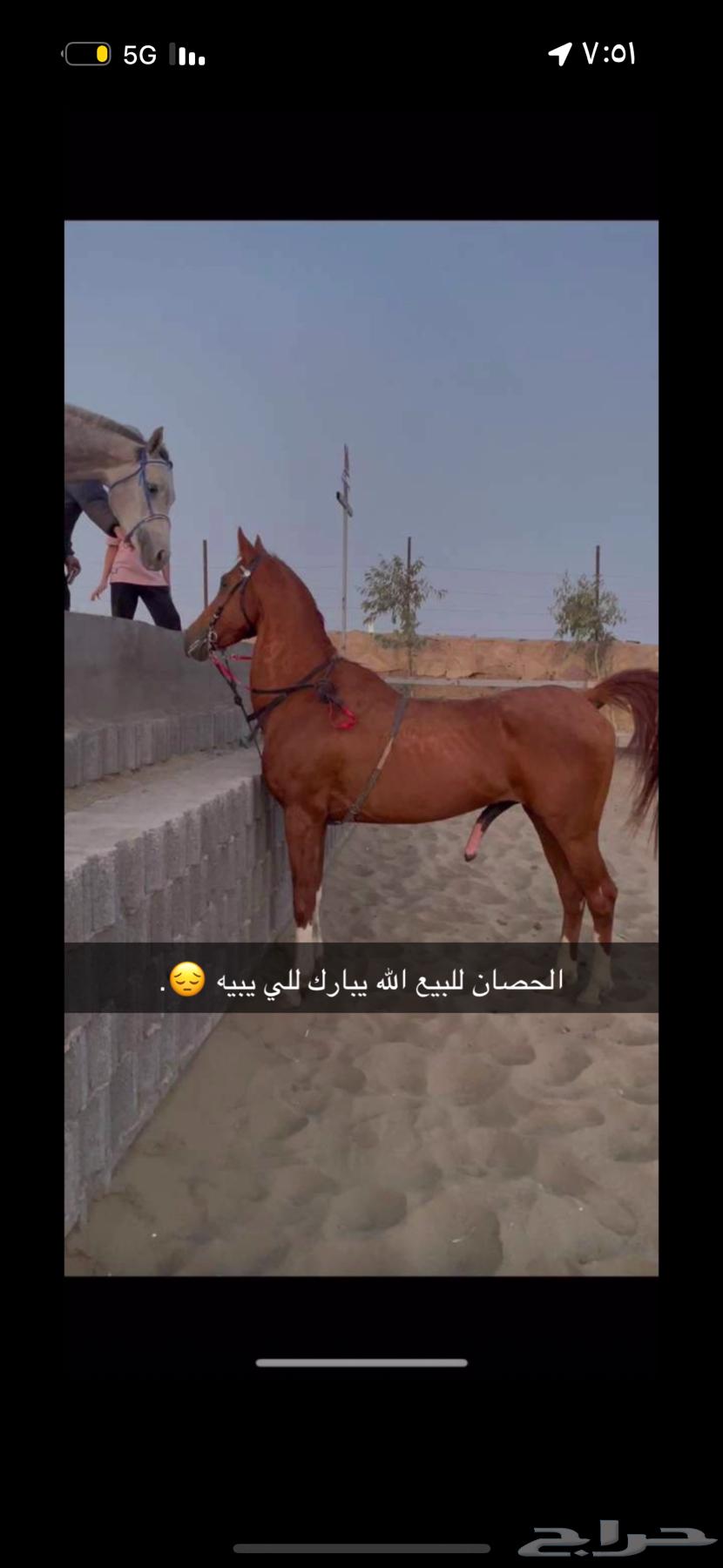 خيل حصان شعبي64559196256385110