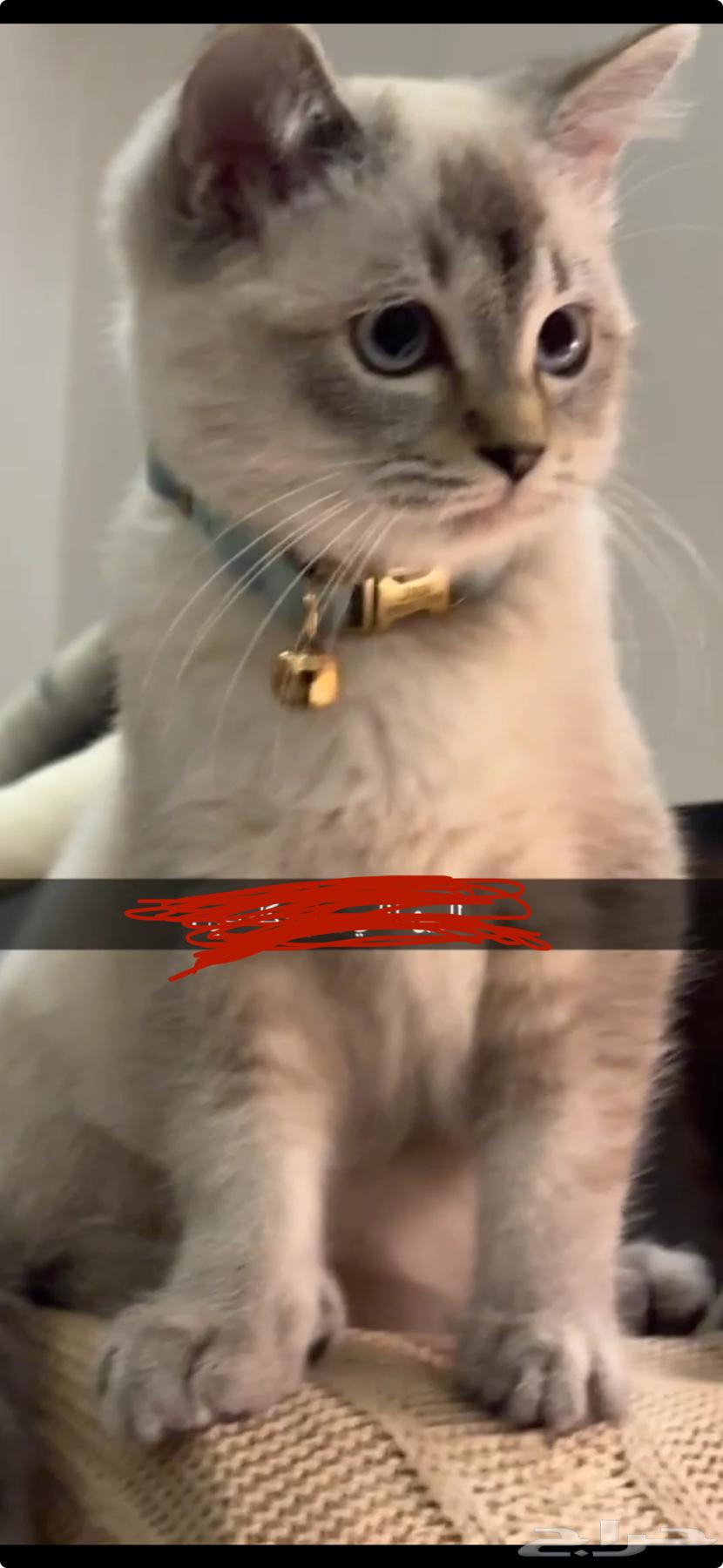 قطط للبيع بسعر رمزي64553440050946111