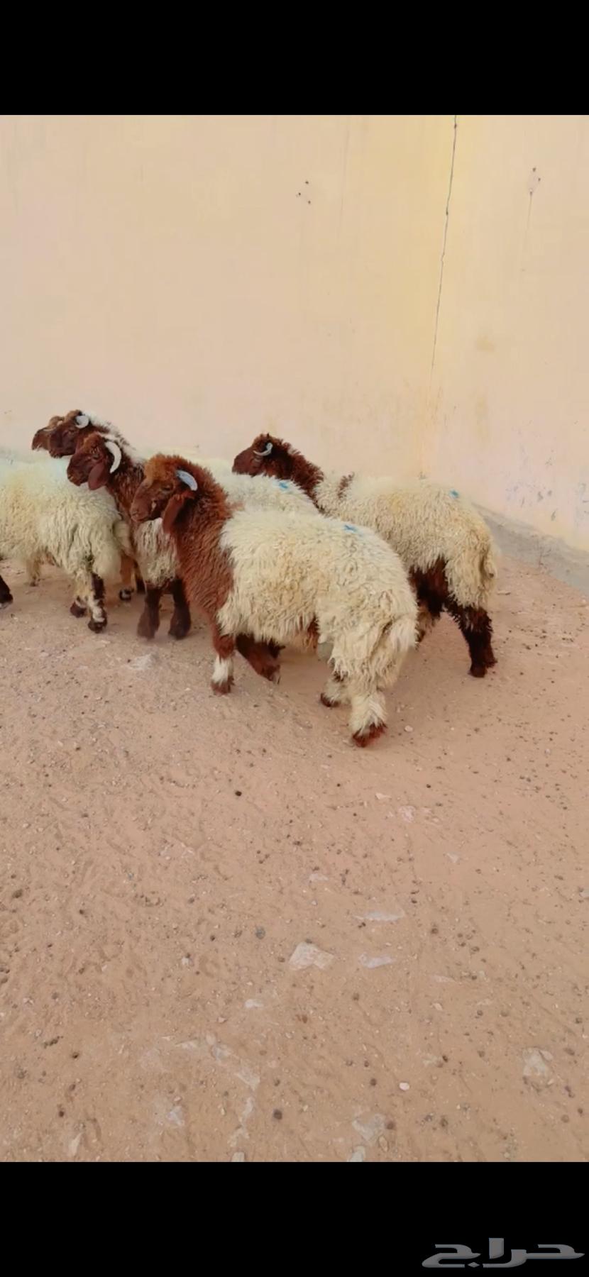 طلي نعيمي الرياض حي الشفاء اي مكان نوصل له ذبح باقي وحد64555673027970110