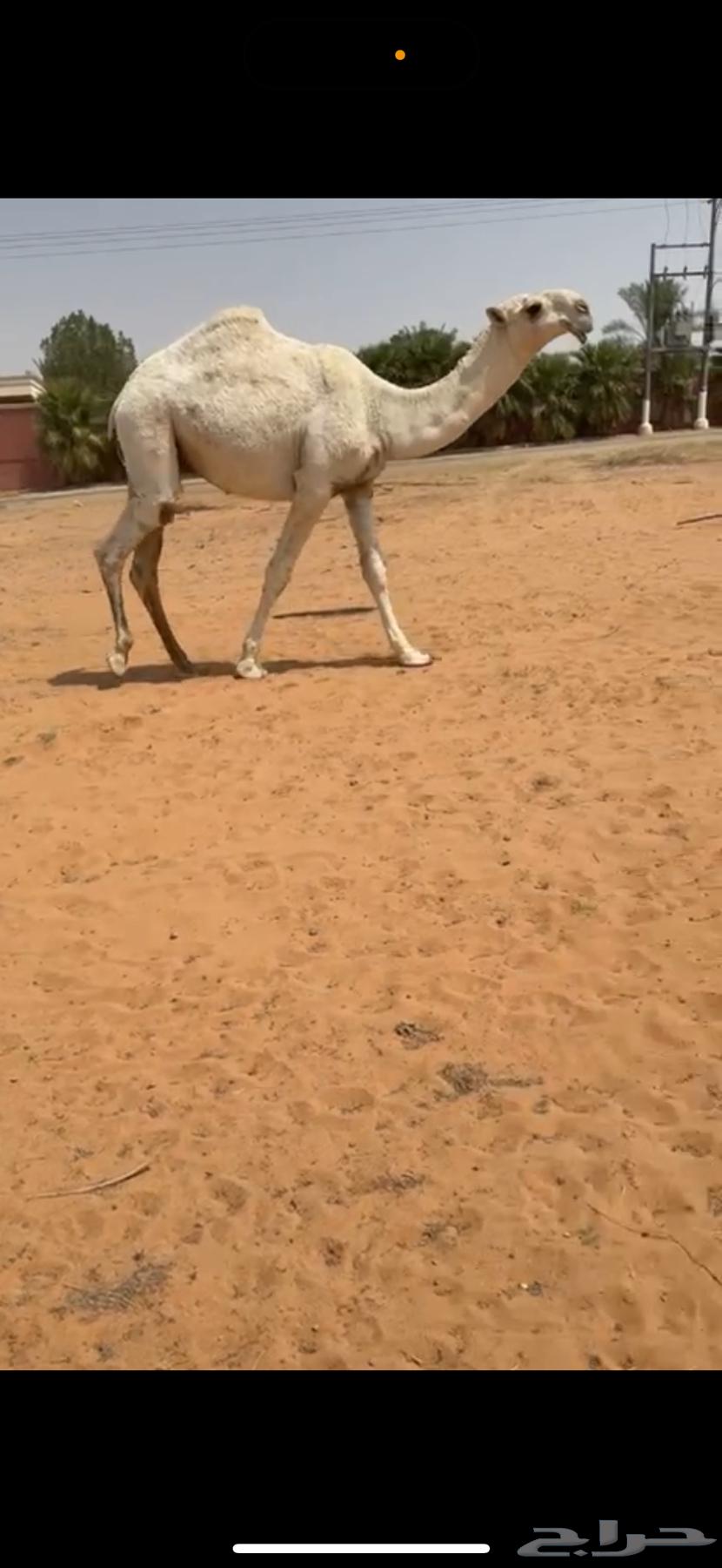 للبيع القعود الكفو64557629005185110