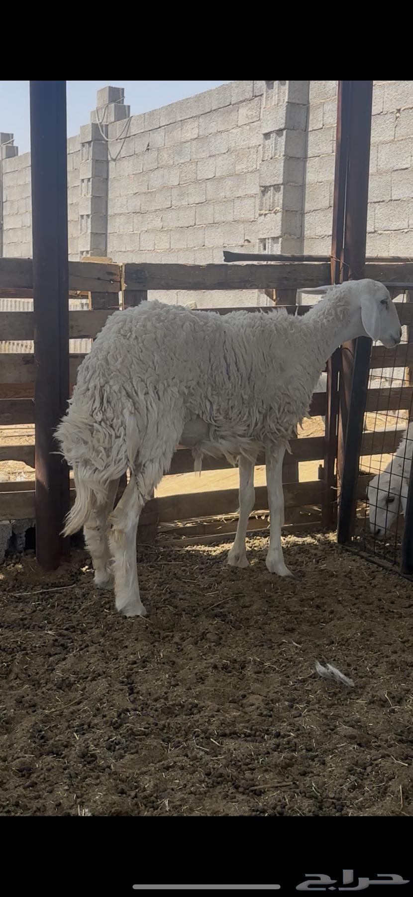 Rakhal Harriya Harrisha Class Madi3 Jath3a64557823878531111