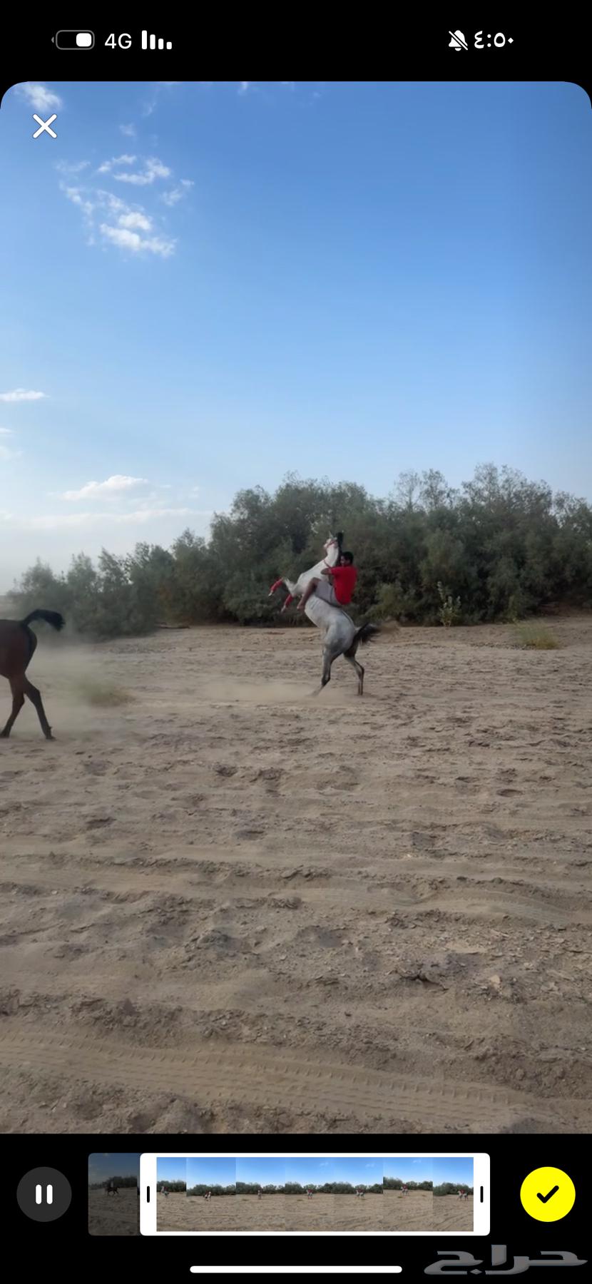 حصان كفو للبيع الحد 350064553454117891113