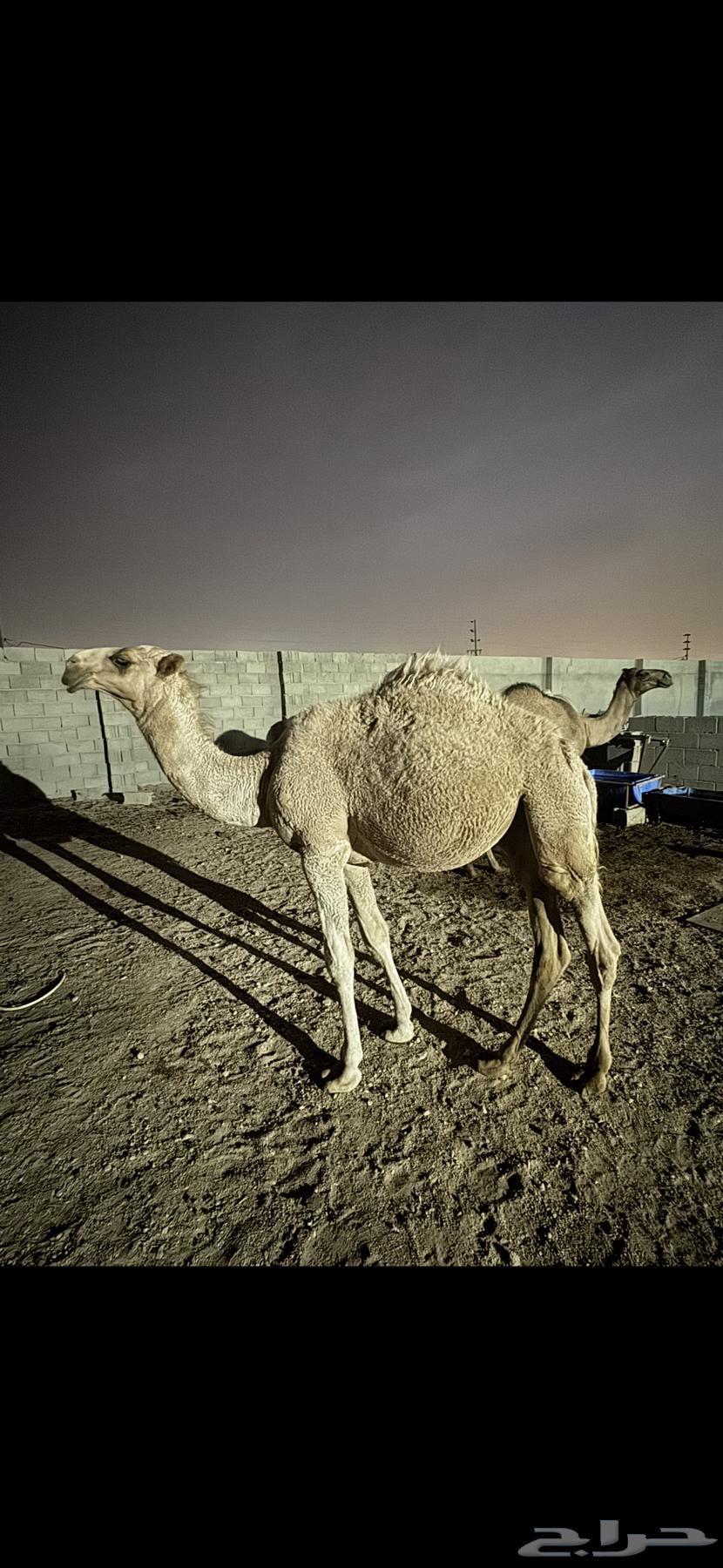 قعدان. للبيع على السوم. العمر. 8 شهور64559561900675112