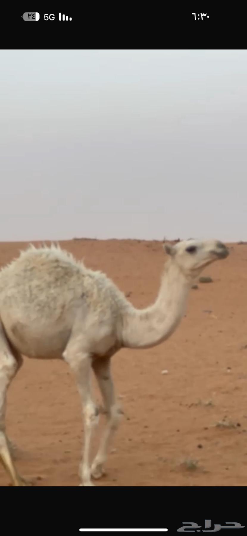 For sale, a ten-year-old camel with a sitting posture64557217809665112