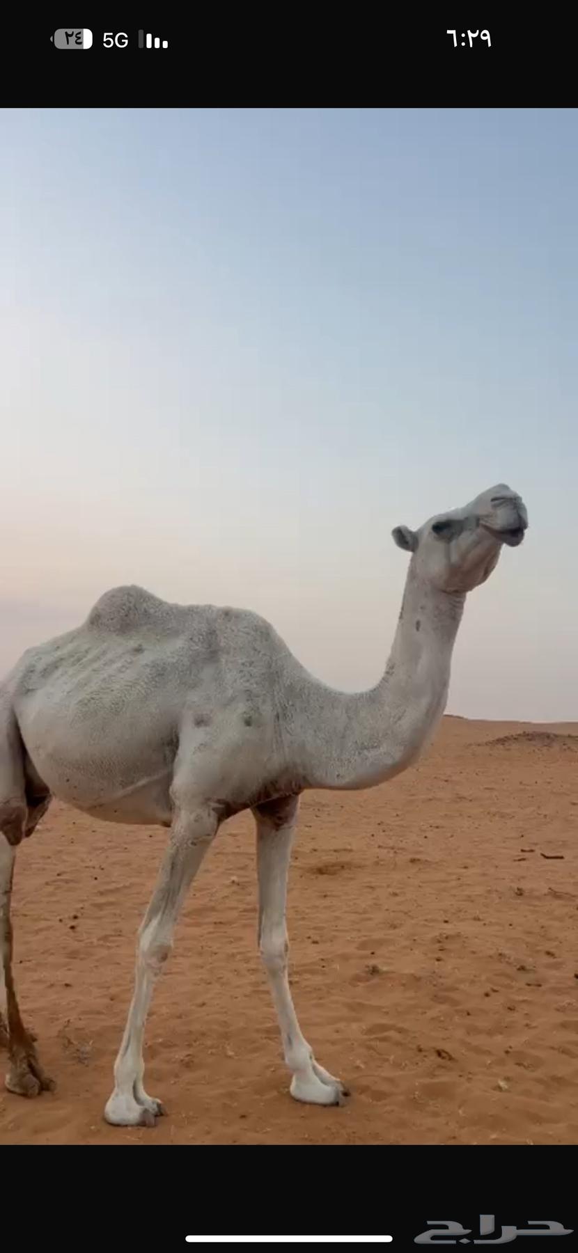 For sale, a ten-year-old camel with a sitting posture64557217809665111