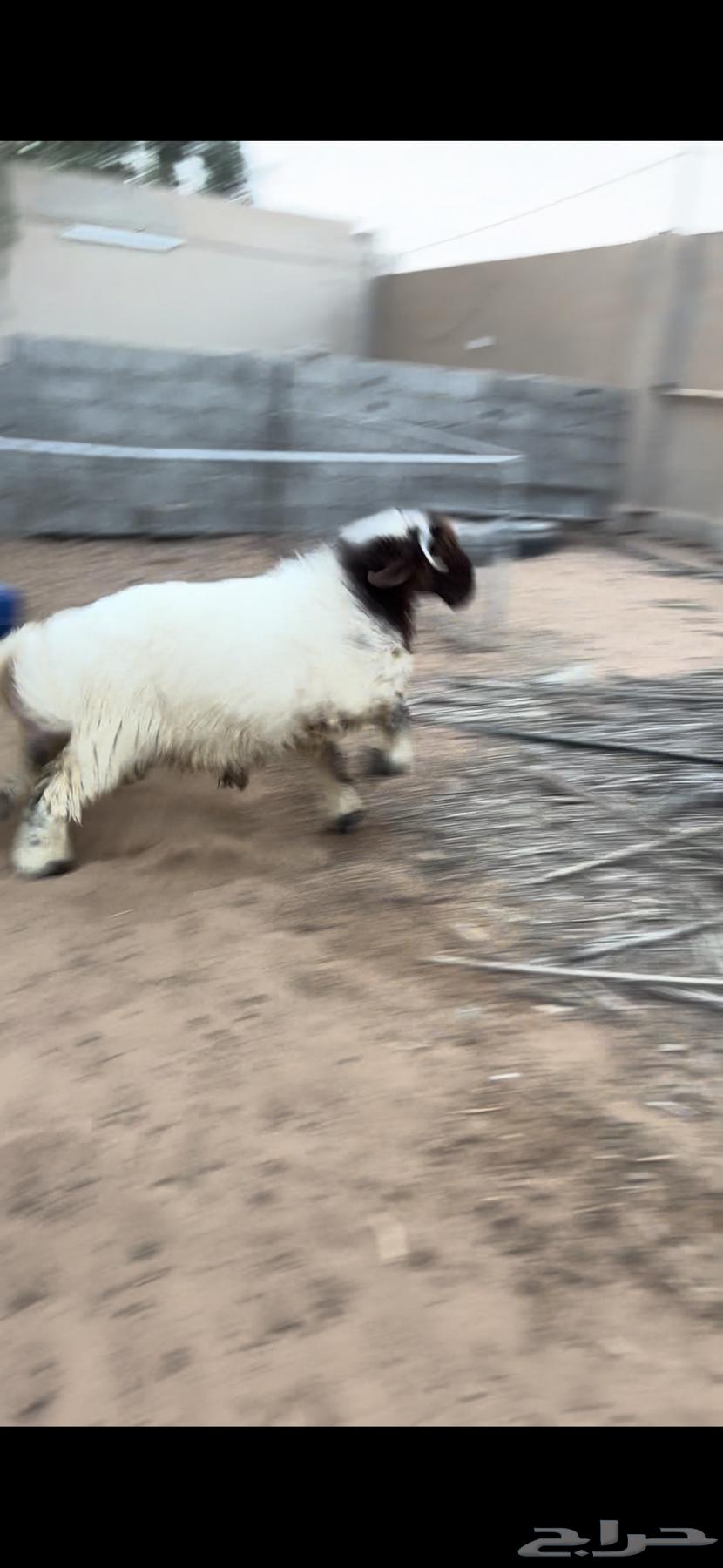 خاروف 6 شهور تم البيع64554885930114111