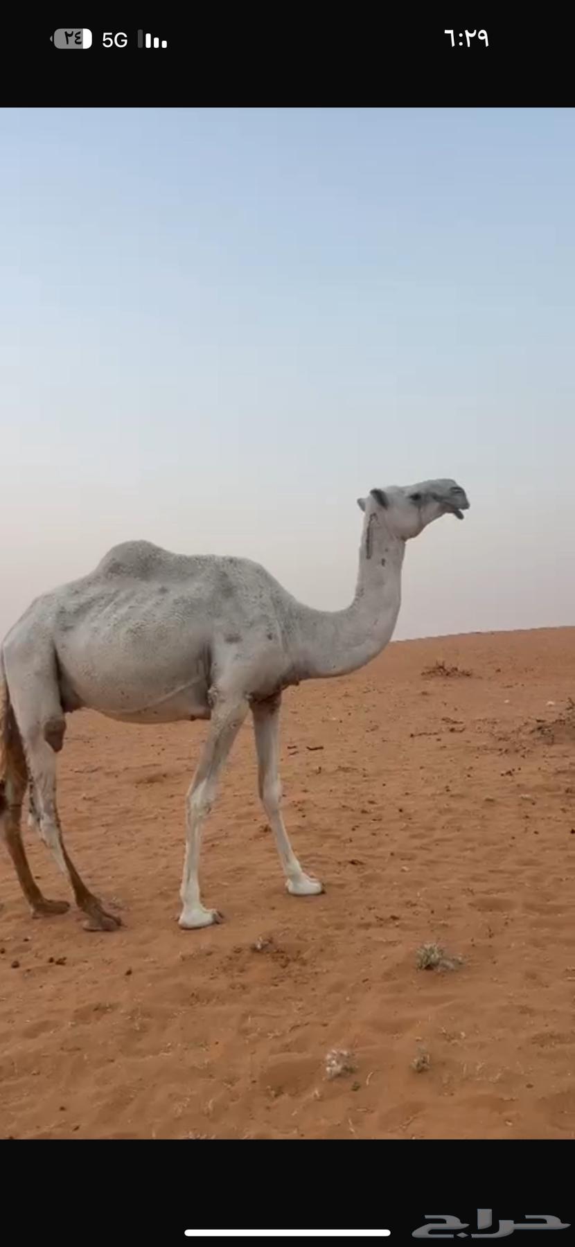 For sale, a ten-year-old camel with a sitting posture64557217809665110