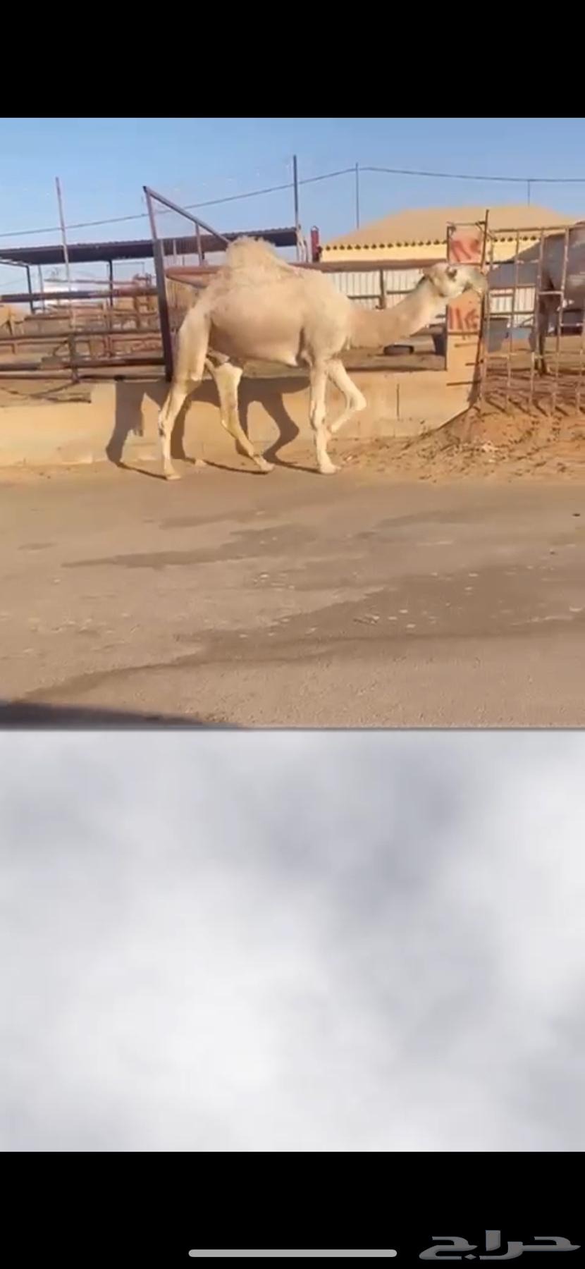 البيع قعود رماني سنه ثاني64556211781251112