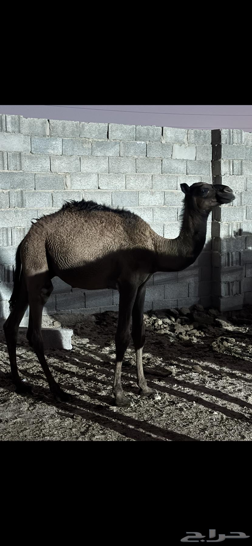 قعدان. للبيع على السوم. العمر. 8 شهور64559561900675113