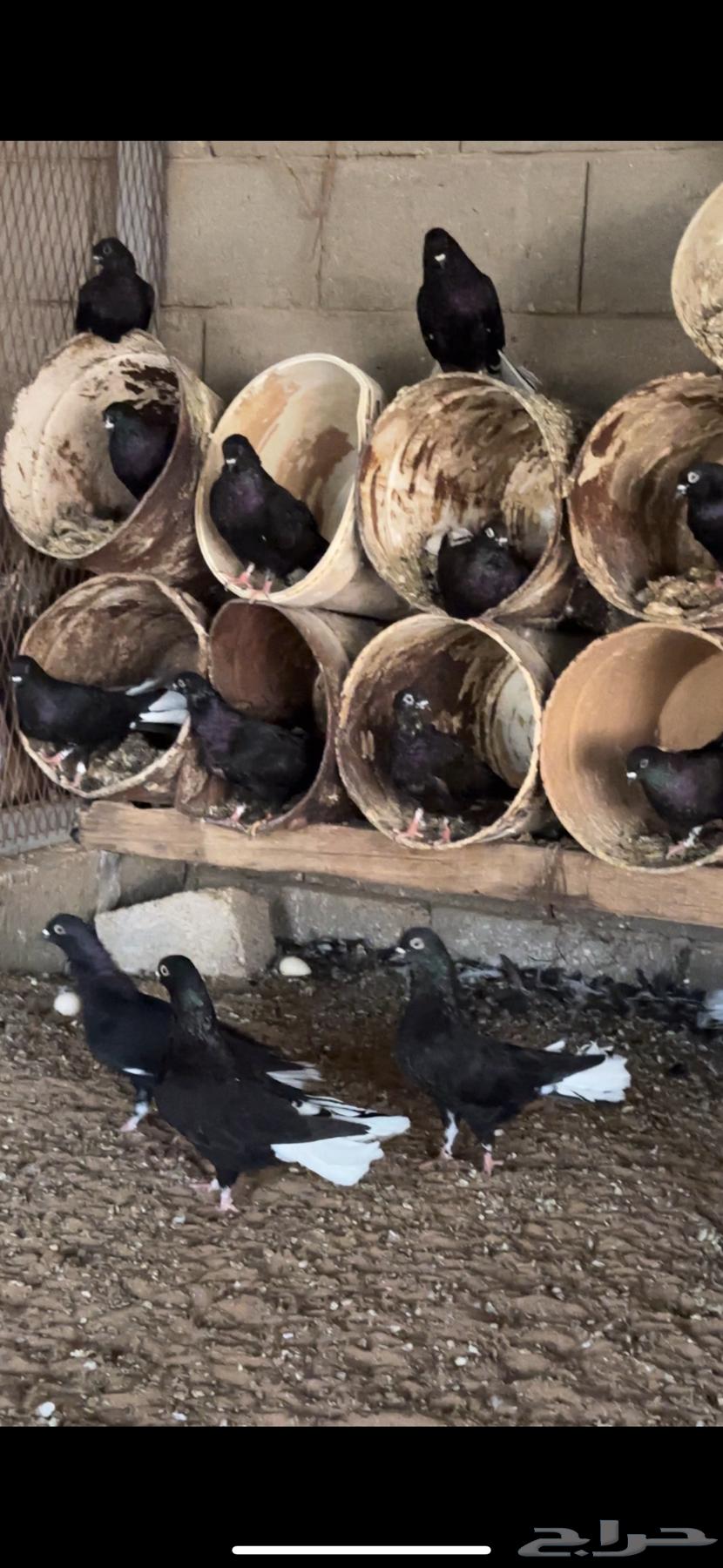 Nawari pigeon nest64556763255170111