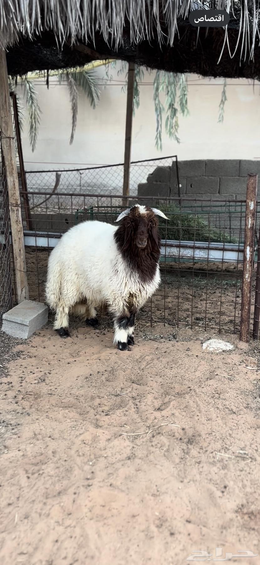 خاروف 6 شهور تم البيع64554885930114110