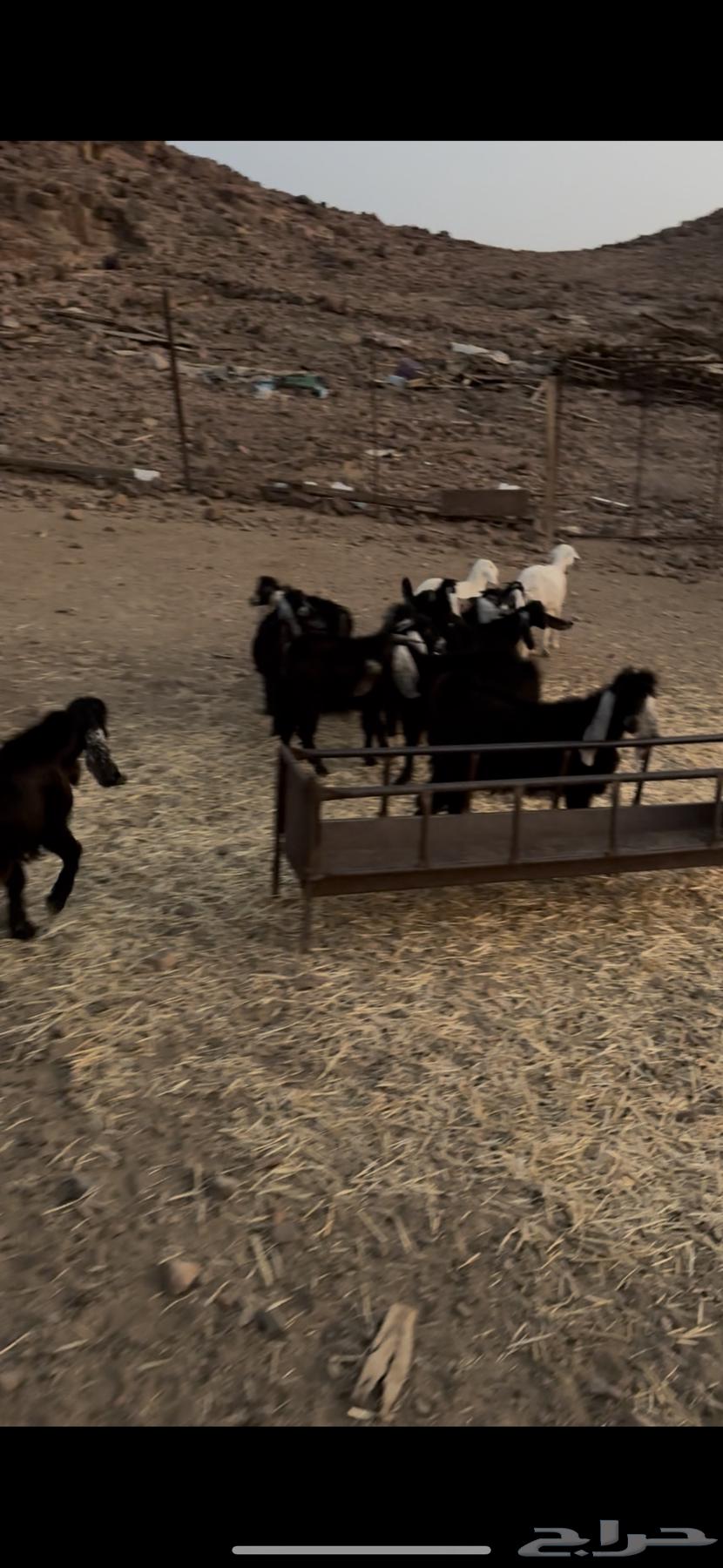 للبيع تيوس عوارض64560782103810113