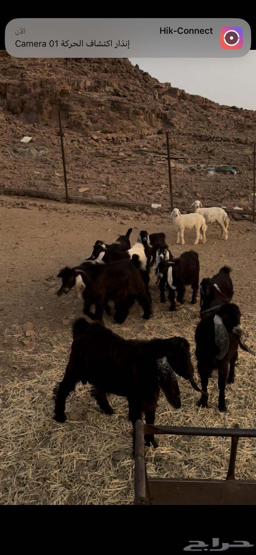 للبيع تيوس عوارض64560782103810114