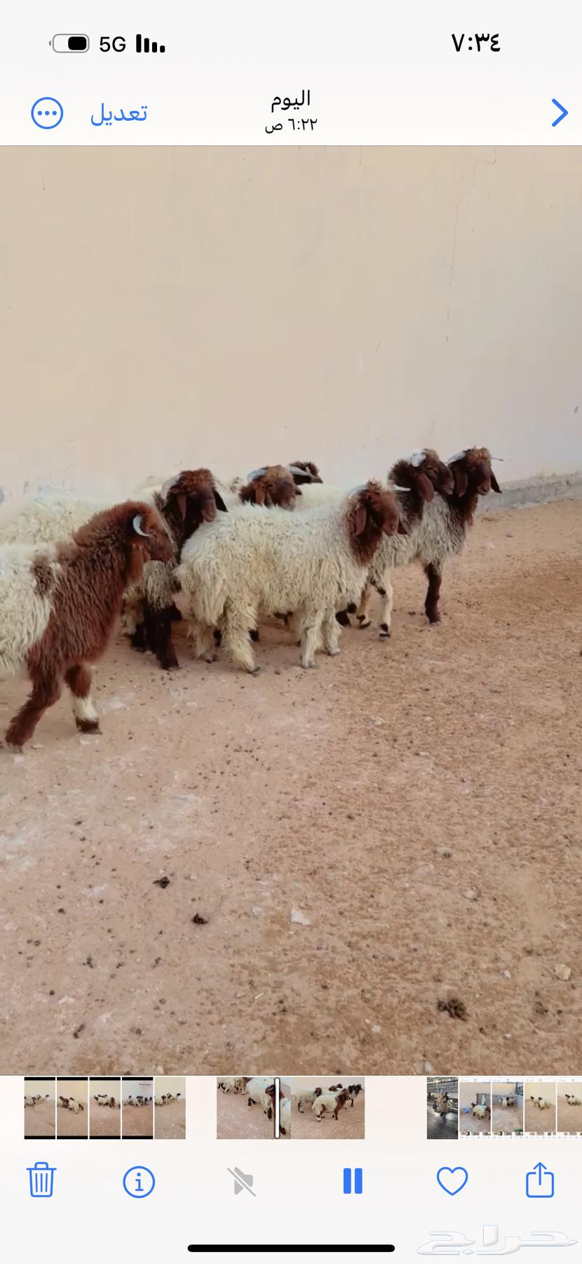 طلي نعيمي الرياض حي الشفاء اي مكان نوصل له ذبح باقي وحد64555673027970111