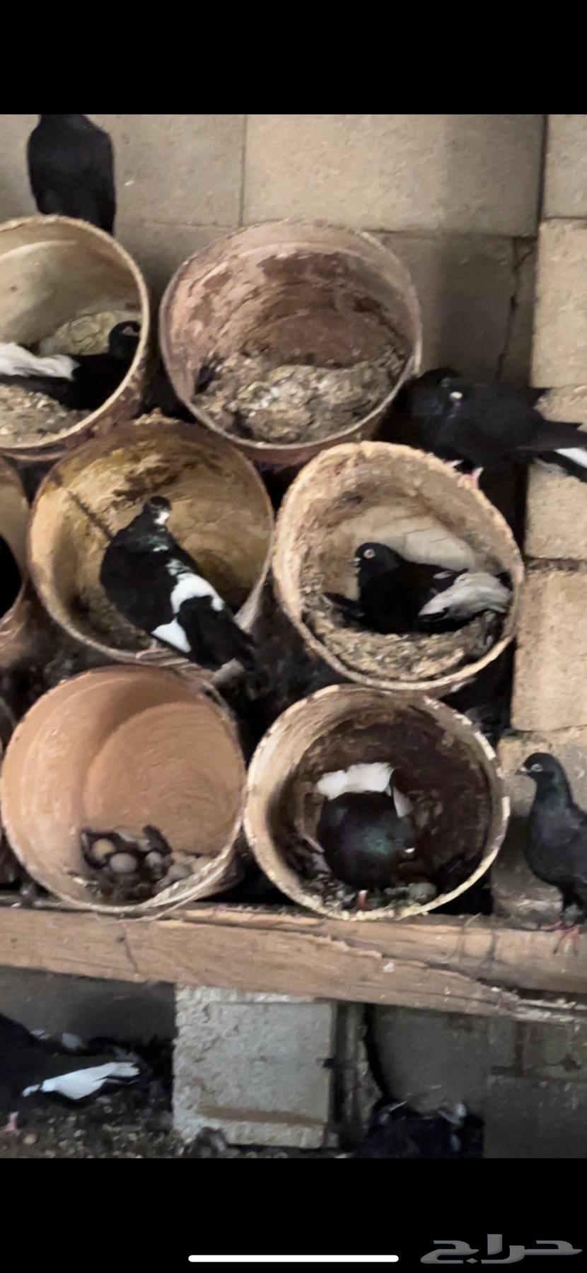 Nawari pigeon nest64556763255170112