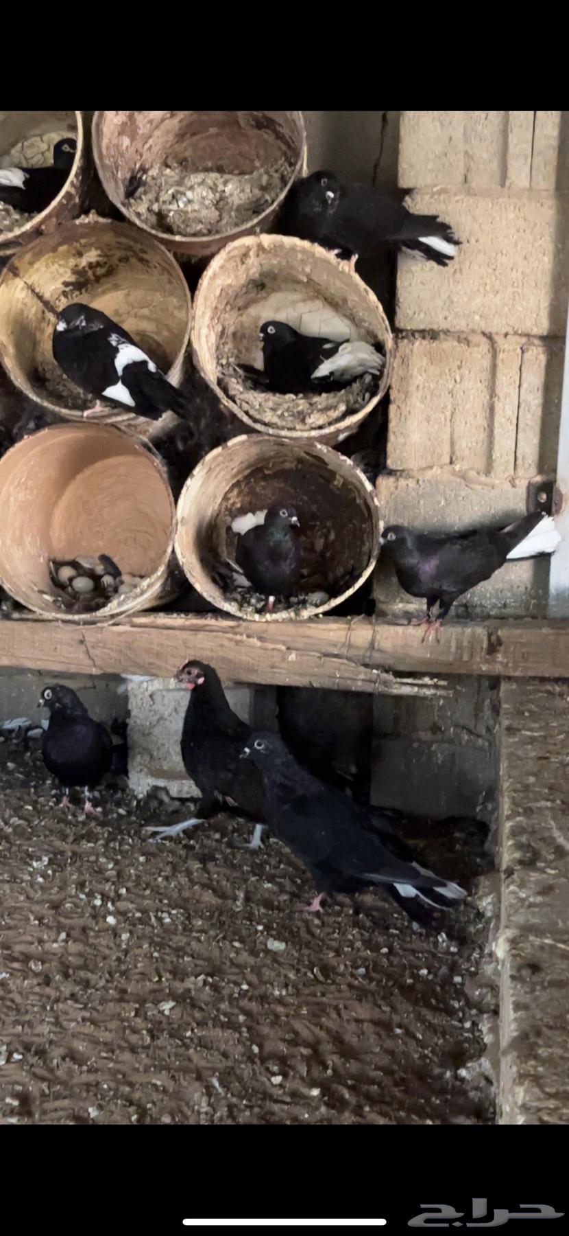 Nawari pigeon nest64556763255170113