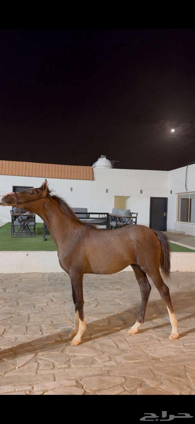 مهر واهو ابن سين الصحراء64558141999105110